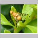 Xyphosia miliaria - Bohrfliege 03.jpg